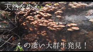 ２回目のなめこ採りで前回を上回る大当たり【天然ナメコ】