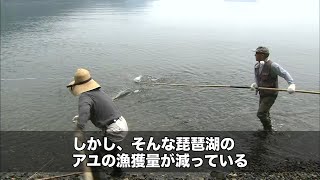 【滋賀県】日本のアユを支える滋賀県の日本一のアユ放流｜ソーシャルイノベーションニュース