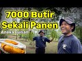 Bikin Takjub||Panen 7000 Butir||Durian,Alpukat,Srikaya,Petai Dan lain lain,Begini cara Merawatnya