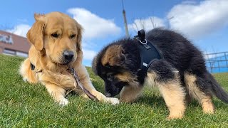 Day in the Life of a German Shepherd Puppy and Golden Retriever