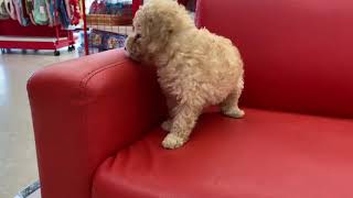 ペットショップ犬の家　塩尻店　No.105158　トイプードル