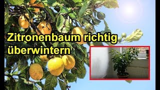 Zitronenbaum richtig überwintern – Wo wann \u0026 wie – Alles zur Überwinterung der Zitrone