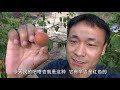 百年老宅：农村爷俩探索百年老宅，土墙缝中竟找到了这种宝贝，真是发财了【河北小五】