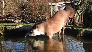 川に入るブラジルバク　Lowland tapir 2017 1231