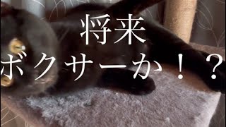 #猫 #可愛い仕草 #cat #shorts  ボクサー