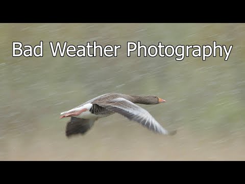 Wildlife Photography: Why You Should Shoot in Bad Weather to Get Great Photos