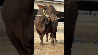 Gigantic Sahiwal Cross and Lal Hasha Bulls from Sharif Agro Farm || Sharif Agrovet 2025 Collection