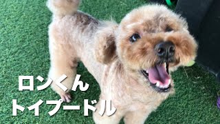 トイプードル　ロンくん【Toy poodle】