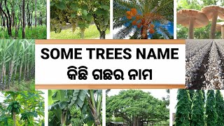 Some Trees Name in English and Odia With Pitchures || ଗଛର ନାମ || English To odia Conversation📚