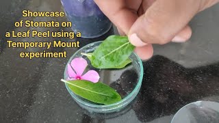 To prepare a temporary mount of a leaf peel in order to show the stomata of a leaf  ( periwinkle)