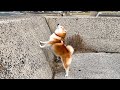 Shibe stretches his legs as far as he can to see outside the wall, but just can't reach it.