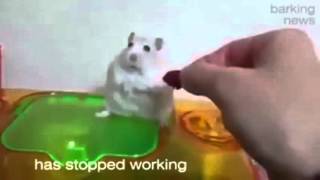 Hamster.exe has stopped working