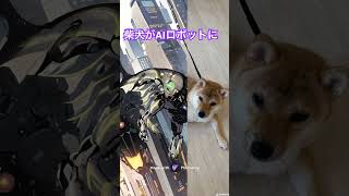 AIロボに進化した柴犬 #柴犬 #shibainu #ai