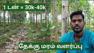 தேக்கு மரம் வளர்ப்பு மற்றும் அதன் பயன்கள் -2 |  teak tree cultivation in Tamil | teak wood in tamil