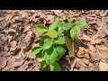 কেন গাছ🌳 বিড়ির পাতার🌿গাছ