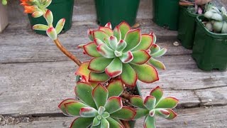 Succulents | How to Identify the Echeveria Pulvinata 'Ruby Blush'