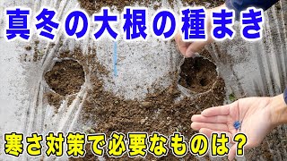 真冬の大根の種まき方法　寒さ対策のために必要なもの