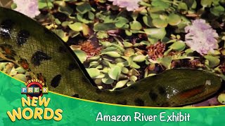 Amazon River Exhibit | New Words | KidVision Pre-K