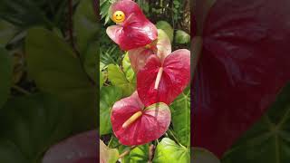 കടുത്ത വേനലും ആന്തൂറിയവും 🙃 after a great hot summer anthurium☹️I’m lost