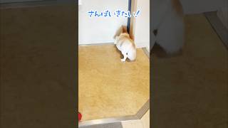 散歩に行きたすぎて玄関のドアをカリカリするチワワ#shorts #チワワ#犬