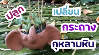 วิธีปลูกกุหลาบหินไม้อวบน้ำ|แนะนำกุหลาบหินน่ารัก|พร้อมวิธีดูแลกุหลาบหินไม้อวบน้ำเบื้องต้น