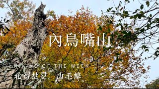 新竹尖石｜季節限定｜北得拉曼賞山毛櫸｜中級山內鳥嘴山｜北得拉曼神木