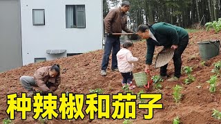 幺妈带着一家人下田，把辣椒茄子苗种下，期待硕果累累！【幺妈和幺叔】