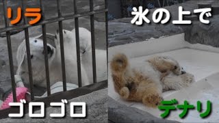 ホッキョクグマ　ゴロゴロリラとスリスリデナリ