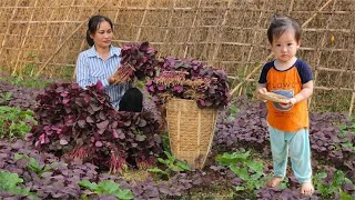 雨后菜园里蔬菜全长起来了，趁还没长老去卖菜，做顿地道的农家饭