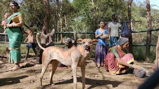 கர்நாடக| மாநிலம் |கூர்க் |Coorg| Karnataka