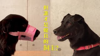 《我是好飼主》攻擊性犬隻外出須知