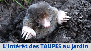 Vive la TAUPE !