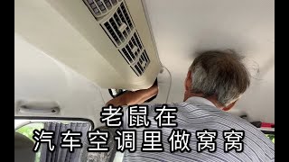 汽车空调有异味要注意，老鼠可能已经在你车里做窝了