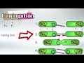 transformation conjugation transposition and transduction