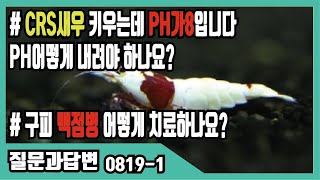 구피 백점병 치료어떻게 하나요? -열대어박사 질문과답변0819-1