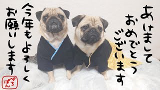 食べて寝てのお正月を過ごすパグ達｜パグのぺろぽん兄弟pug犬｜