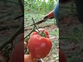 เก็บมะเขือเทศ มะเขือเทศ คนไทยในต่างแดน เกษตรต่างแดน tomato