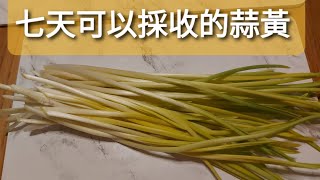 种菜，如何在室內种蒜黃🌾2021年1月23日