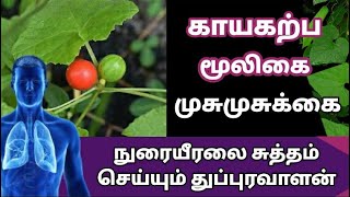 Musumusukkai benefits in tamil|முசுமுசுக்கை இலை பயன்கள்|musumusukkai keerai/ilai|mosu mosu leaf