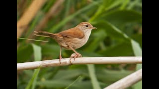 Cetti's Warbler