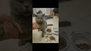 家里小猫学会抬杠了记录猫咪日常 又是猫咪胡说八道的一天