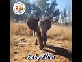 🎩🐘🎉Our precious tiny giant, baby Elliot, is 