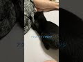 黒猫ジジちゃん　激しい クロネコ ねこ 黒猫 cat かわいい くろねこ ジジ ねこのいる生活 京都 癒し