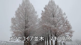 雪のメタセコイア並木　マキノ高原