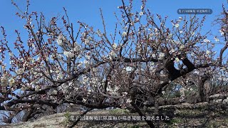 【荒子梅苑の臥龍梅が咲きだしました】春の訪れです