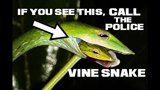 Vine Snake Facts - The Literal Spearhead - Animal a Day V Week