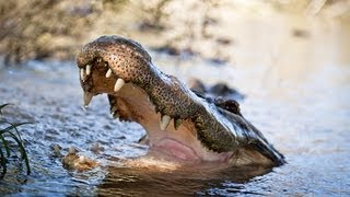 Alligator Captures Python 01 - Deadly Animals