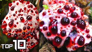 Top 10 MOST DEADLY MUSHROOMS IN THE WORLD | Things Around