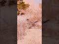 Roadrunner getting a bite to eat in the desert