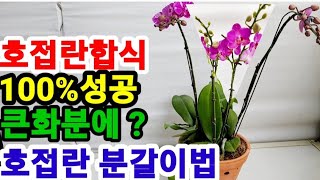 호접란합식100%성공 큰화분에 호접란 분갈이법